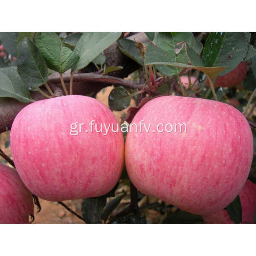 2018 Νέο φρέσκο ​​μήλο Qinguan με υψηλή ποιότητα